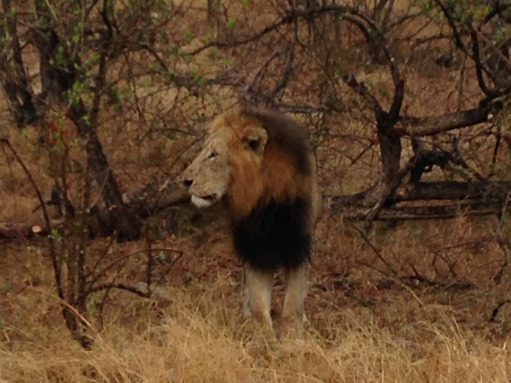 Lion, Kruger NP