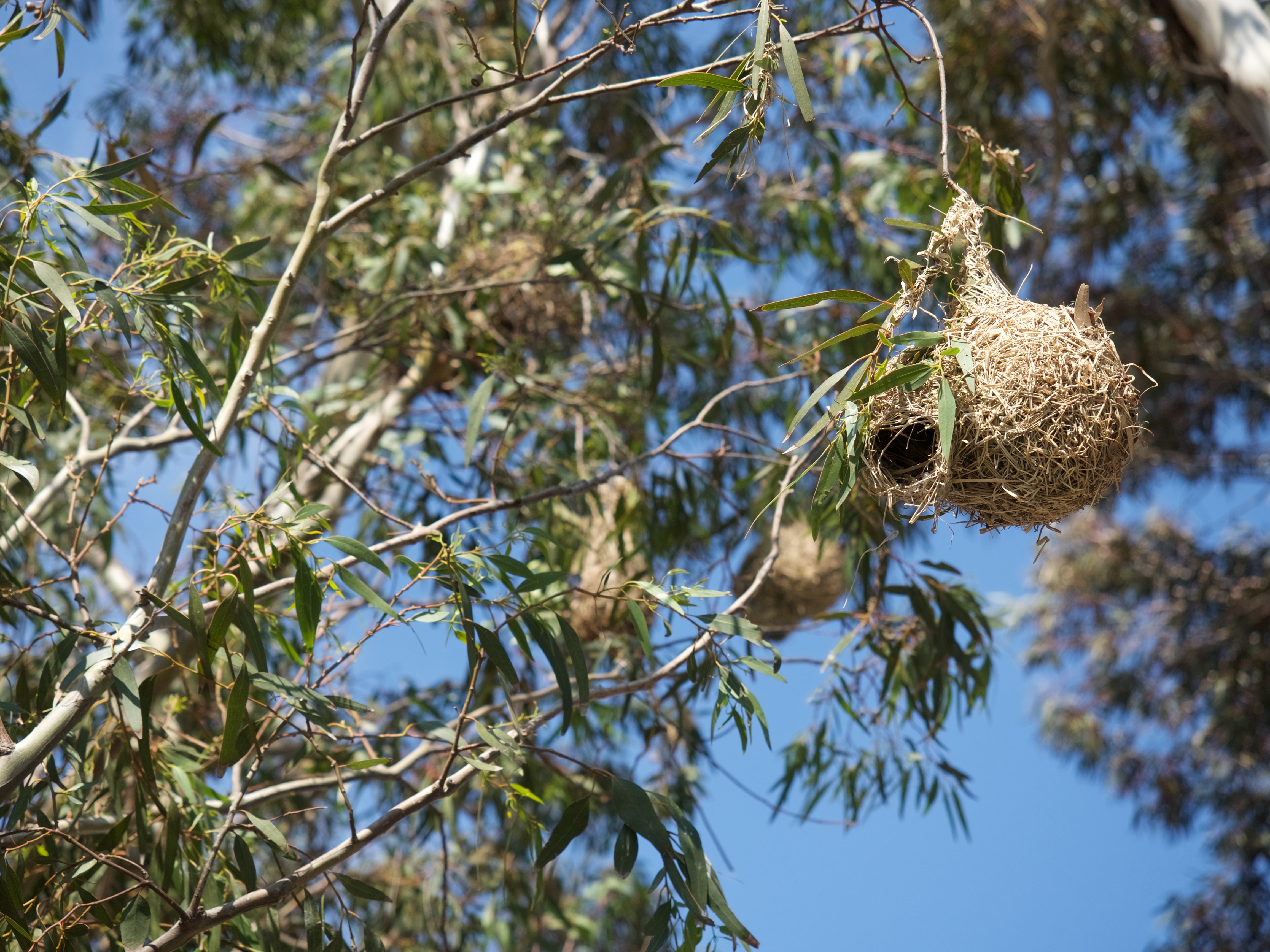 weavers nest, cederberg