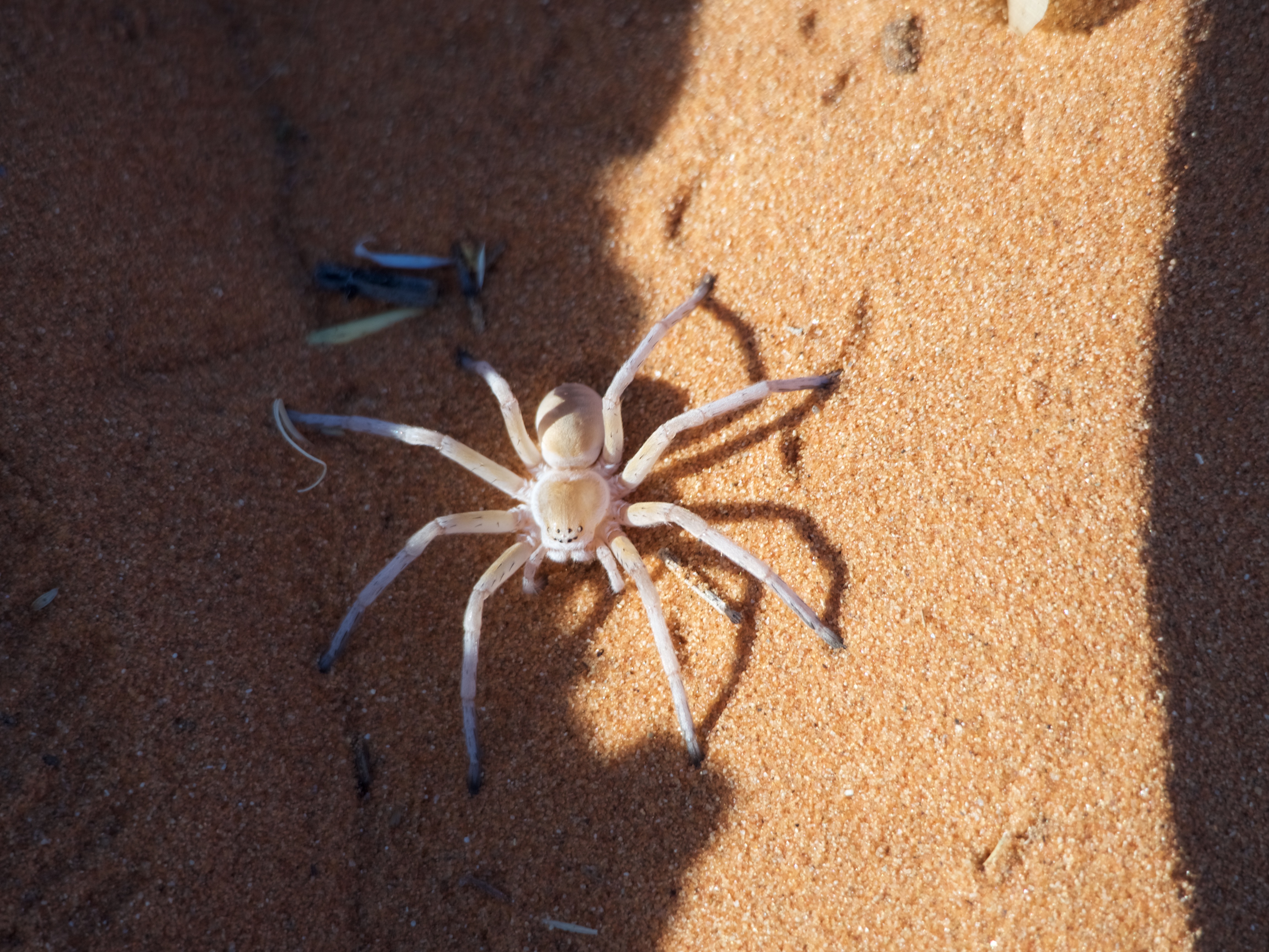 White lady spider, Namibia