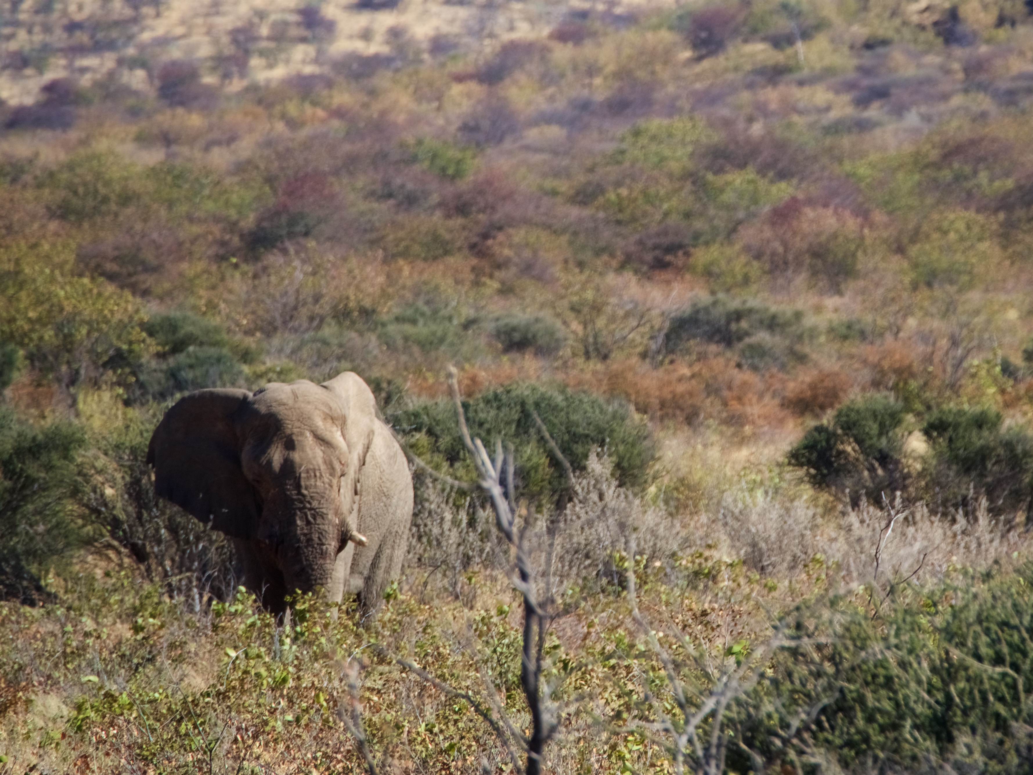 Elephant, Kruger NP