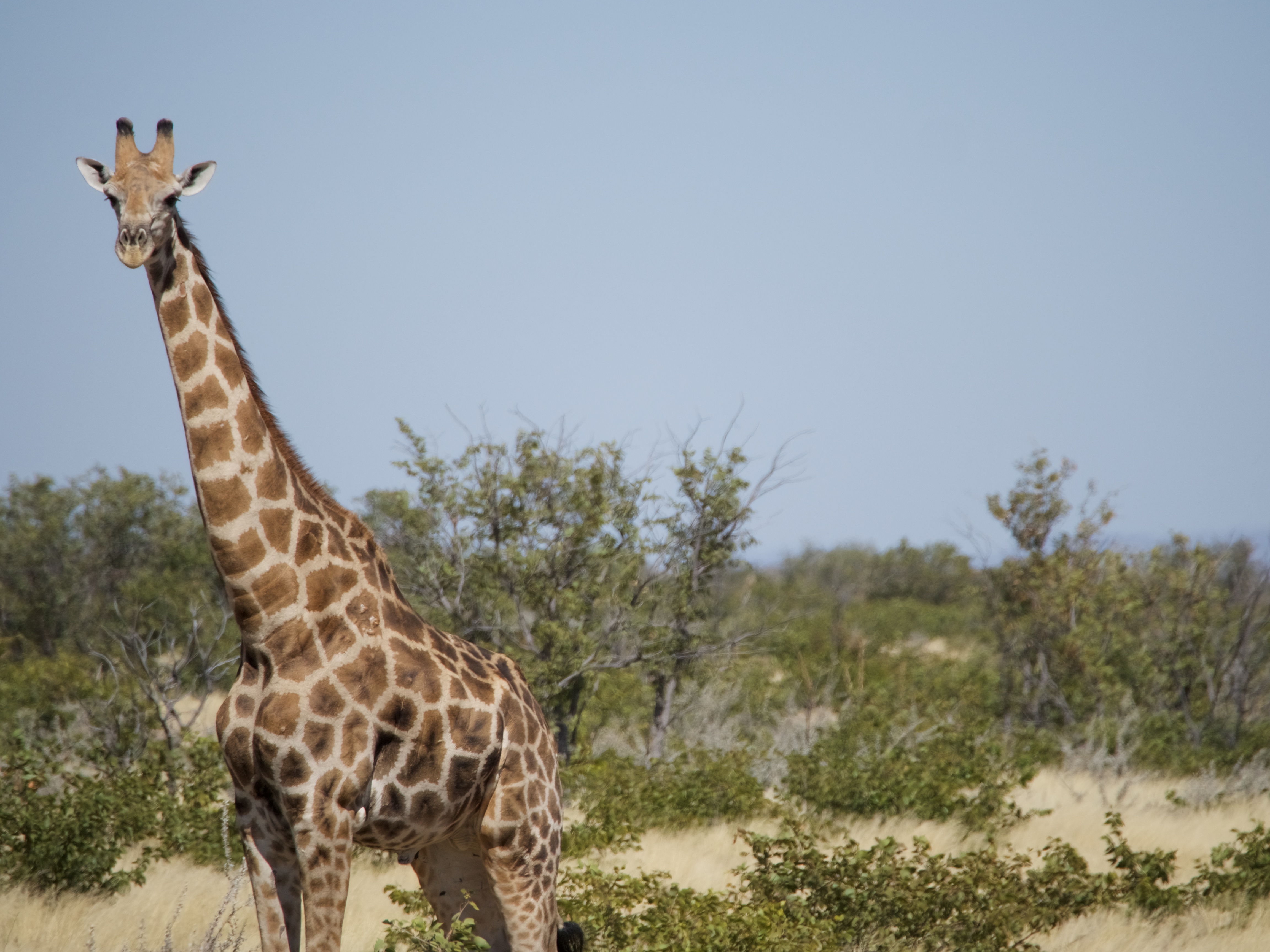 Giraffe, Kruger NP