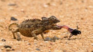 chameleon, africa, namibia-1170042.jpg