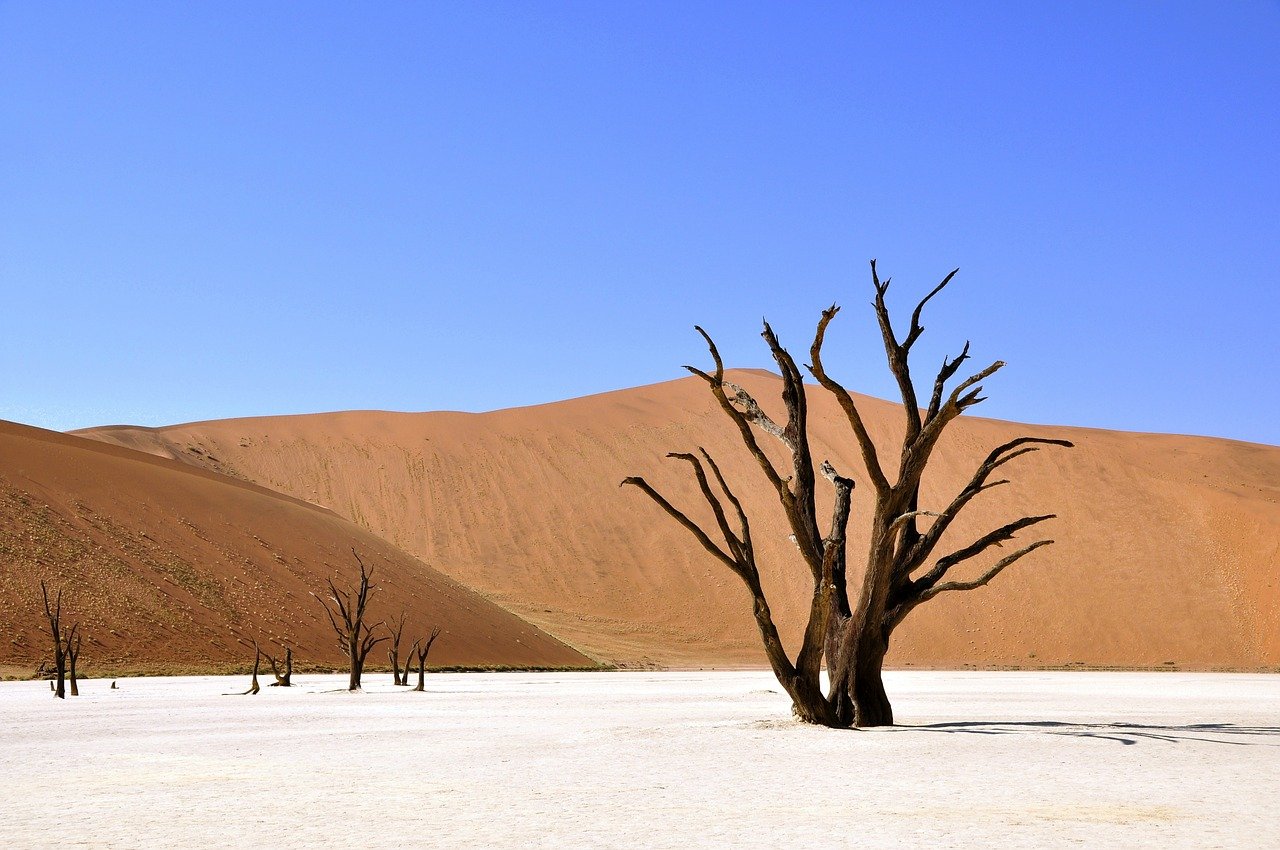 tree, desert, namibia-64310.jpg