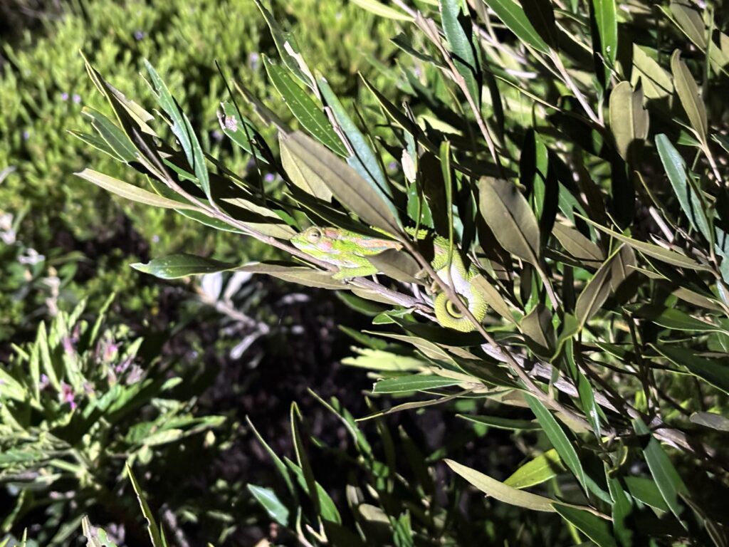 Chamäleon (Cape dwarf chameleon) in Südafrika