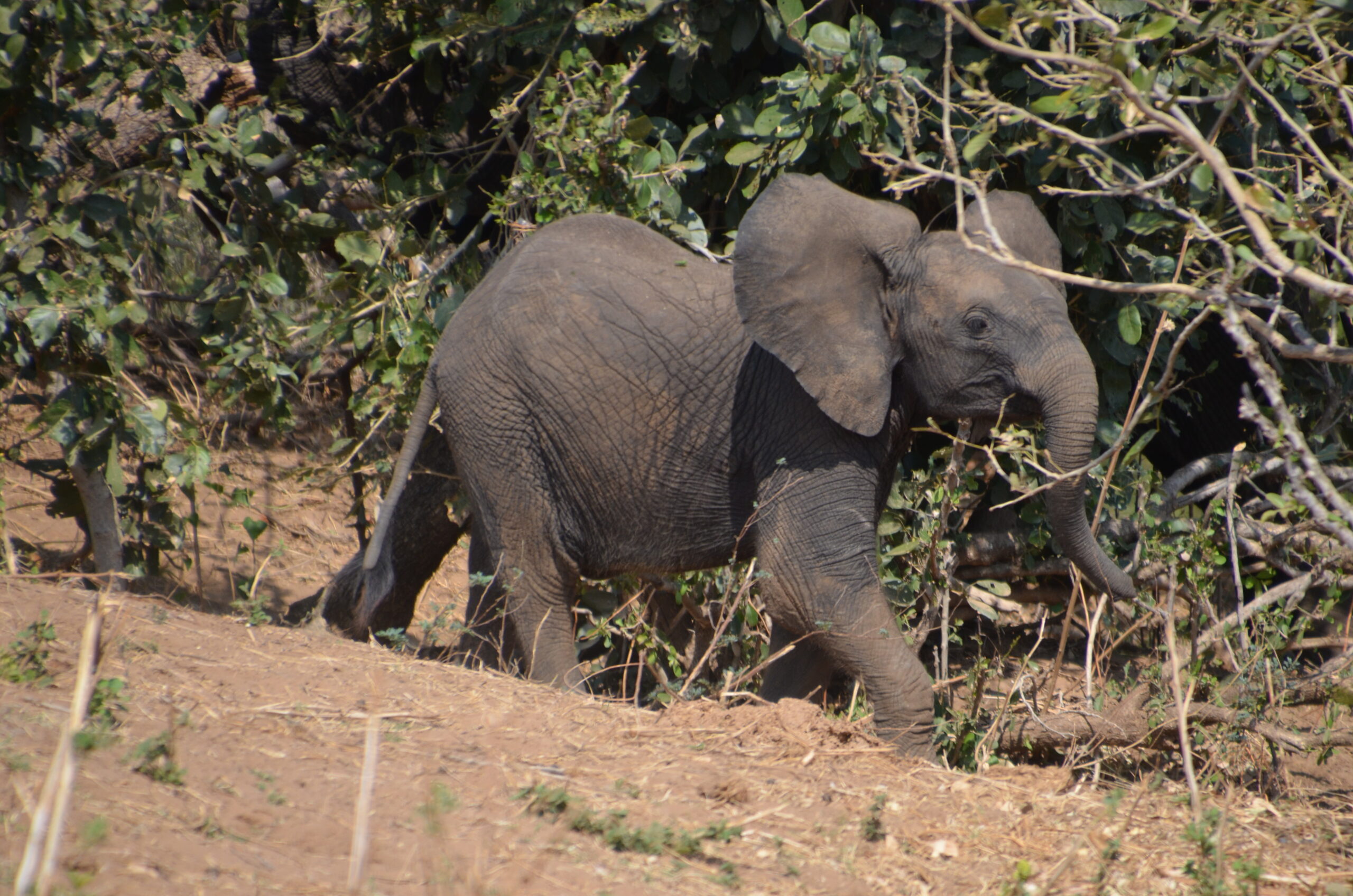 Young elephant walking through dense bush in Kruger National Park
